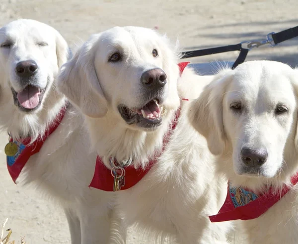 Seniors, Service Dogs, and Emotional Support Pets